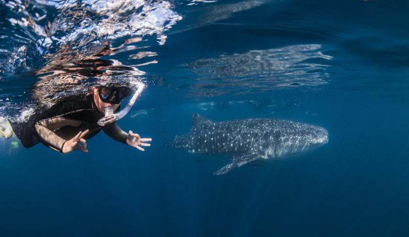 deluxe-whaleshark-swim-tour-on-blue-strike-2