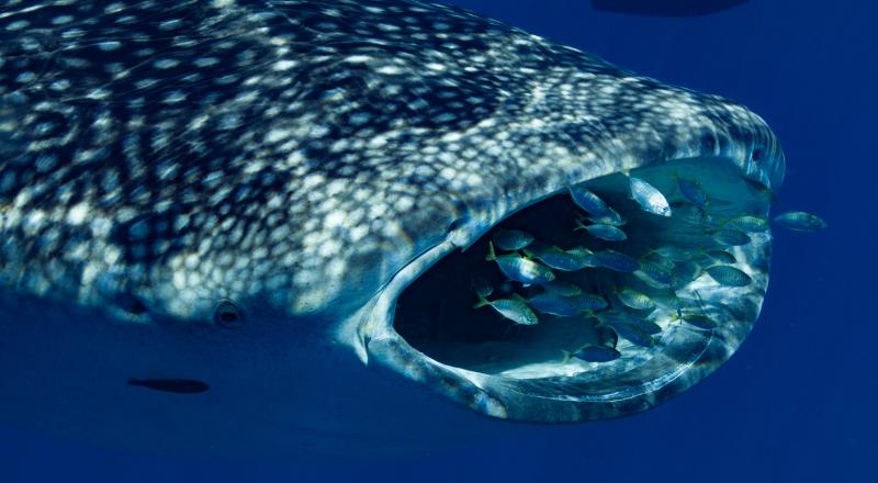 deluxe-whaleshark-swim-tour-on-blue-strike-4