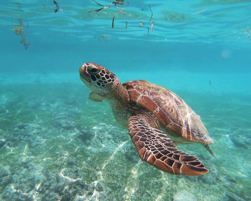island-hopping-balicasag-with-turtles-and-dolphi-1