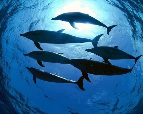 island-hopping-balicasag-with-turtles-and-dolphi-2