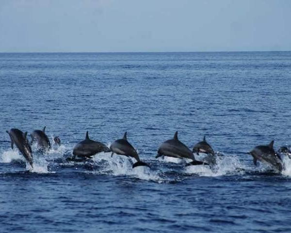 island-hopping-balicasag-with-turtles-and-dolphi-3