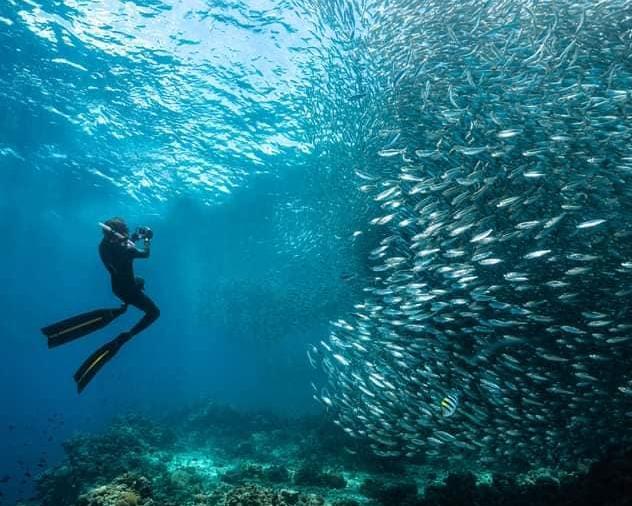 island-hopping-balicasag-with-turtles-and-dolphi-4