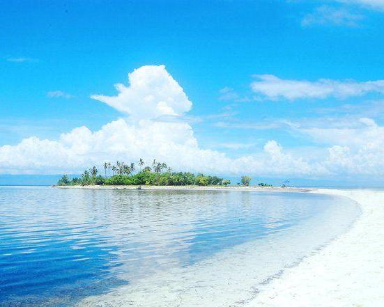 island-hopping-balicasag-with-turtles-and-dolphi-6