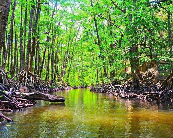 palawan-underground-river-and-mangrove-forest-tour-3