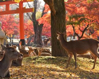 Nara Half Day Golden Route Bus Tour from Kyoto