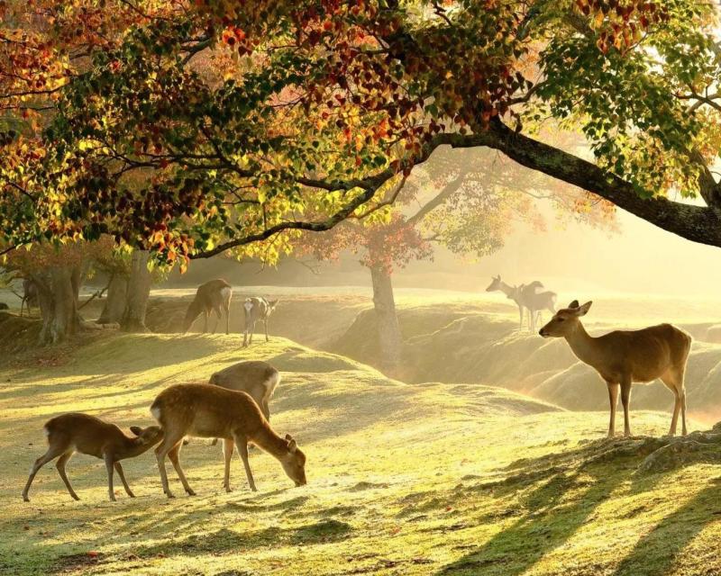 nara-half-day-golden-route-bus-tour-from-kyoto-3