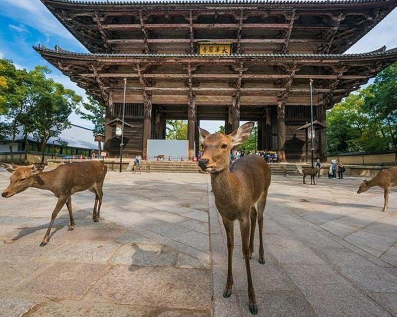half-day-nara-trip-walking-tour-small-group-tour-2