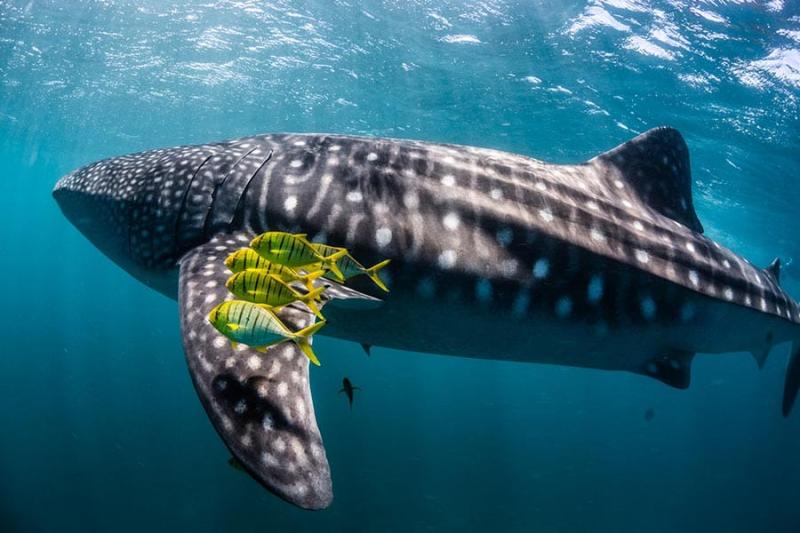 deluxe-megafauna-swim-humpback-whale-swim-2