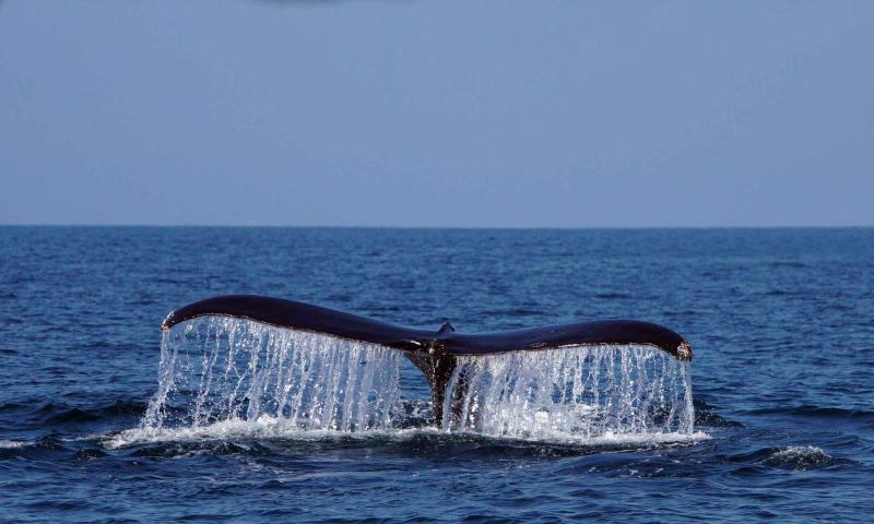 deluxe-megafauna-swim-humpback-whale-swim-observ-1