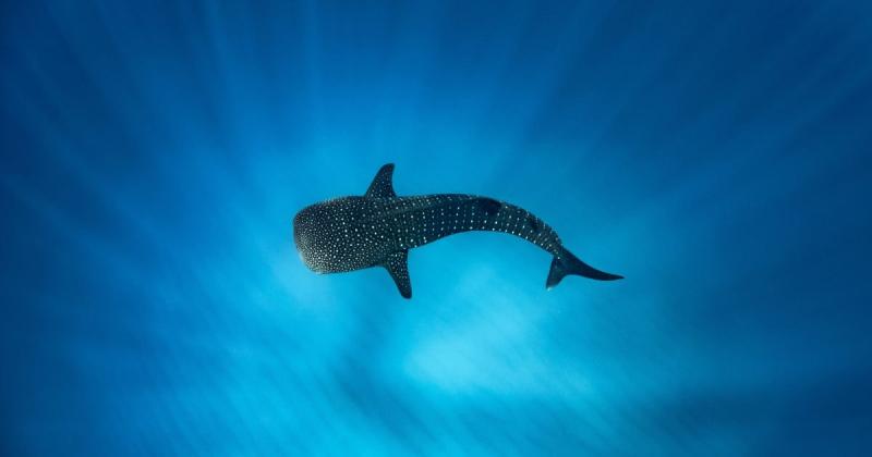 deluxe-megafauna-swim-humpback-whale-swim-observ-3