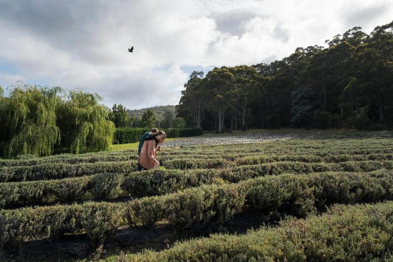 port-arthur-tasman-sights-and-harbour-cruise-2