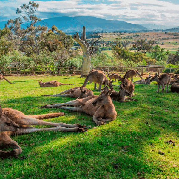 3-day-tasmanian-highlights-bundle-1-hobart-port-3