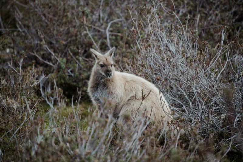 cradle-mountain-explorer-hobart-to-launceston-4