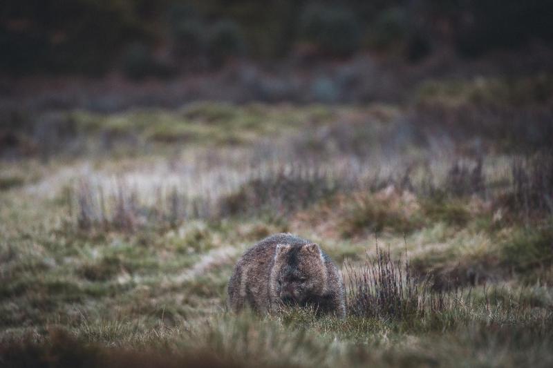 cradle-mountain-explorer-hobart-to-launceston-5