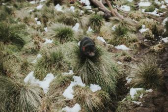 3 Day Tasmanian Highlights Bundle - Hobart Highlig