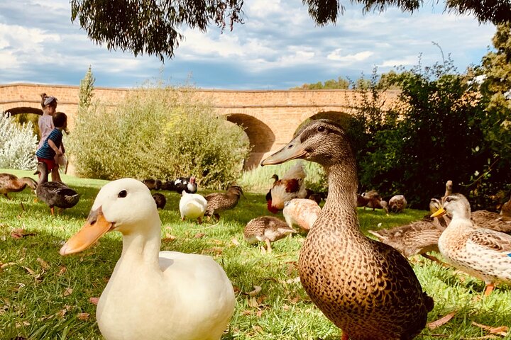 5-day-tasmanian-highlights-bundle-hobart-highli-4