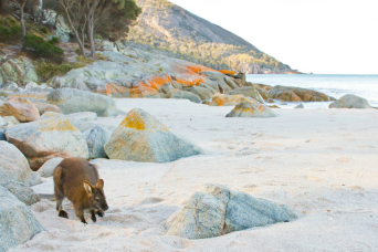 Wineglass Bay and East Coast  Trail (Launceston start and  Hobart Finish)
