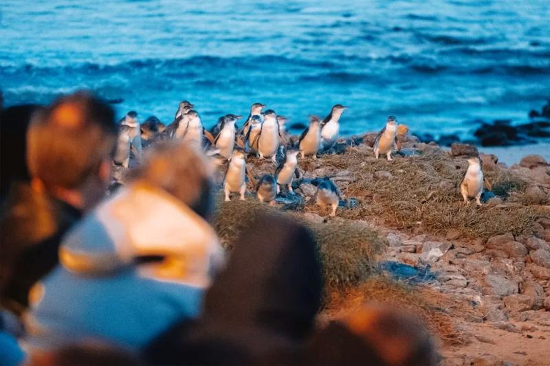 phillip-island-penguin-parade-small-group-eco-tour-1