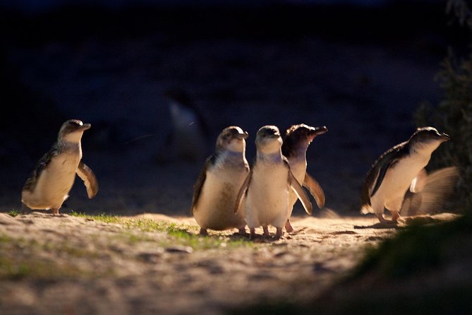 phillip-island-penguin-parade-small-group-eco-tour-2