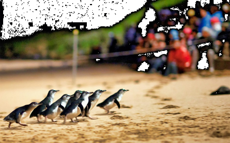 phillip-island-penguin-parade-small-group-eco-tour-1