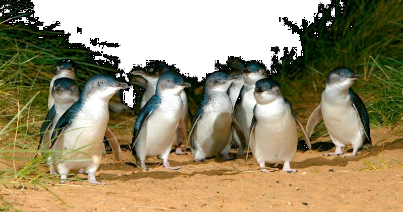 phillip-island-penguin-parade-small-group-eco-tour-3