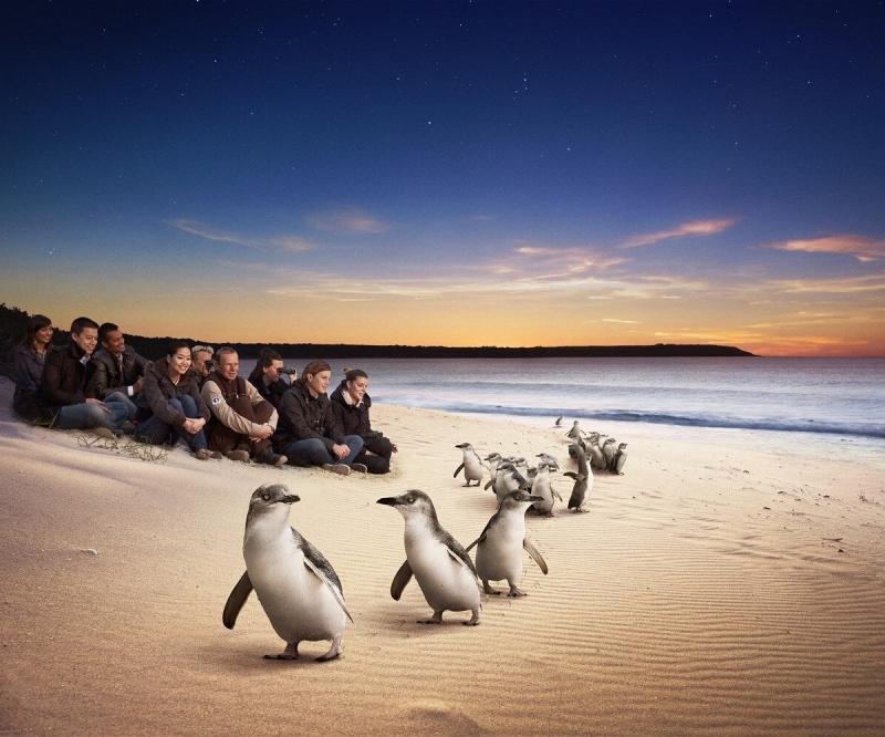 phillip-island-penguins-express-tour-1