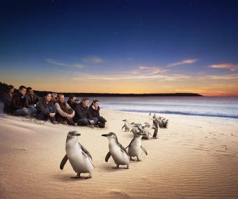 Phillip Island Penguins Express Tour