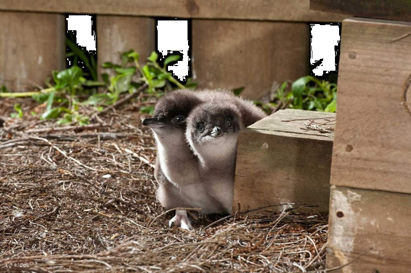 phillip-island-penguins-express-tour-2