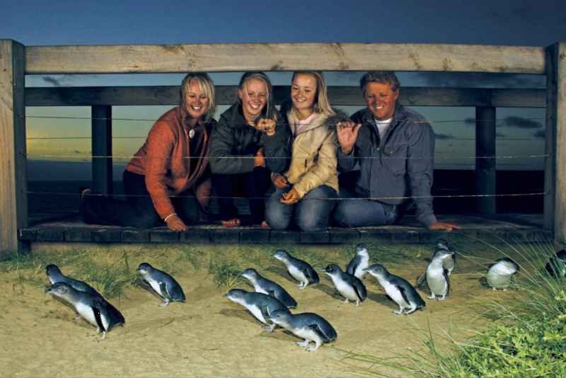 phillip-island-penguins-express-tour-small-group-2