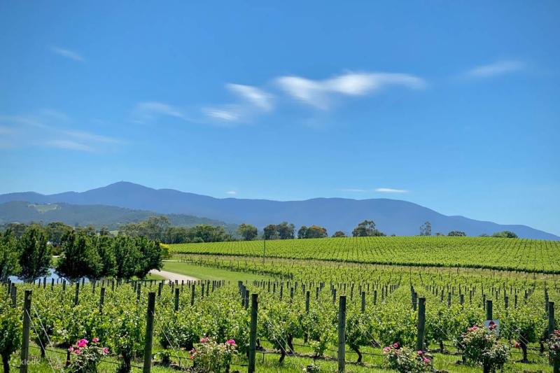 yarra-valley-grazing-tour-2