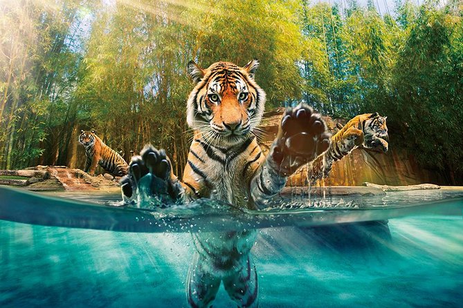 croc-tours-transfer-entry-adventure-brisbane-5