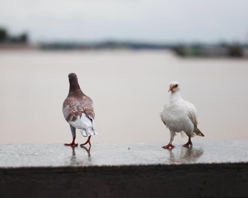 battambang-phnom-penh-and-sightseeing-4