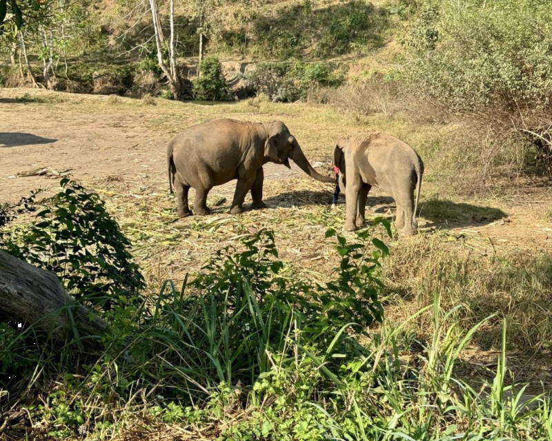 chiang-mai-elephant-sanctuary-tour-2