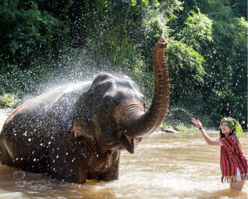 chiang-mai-elephant-sanctuary-tour-5