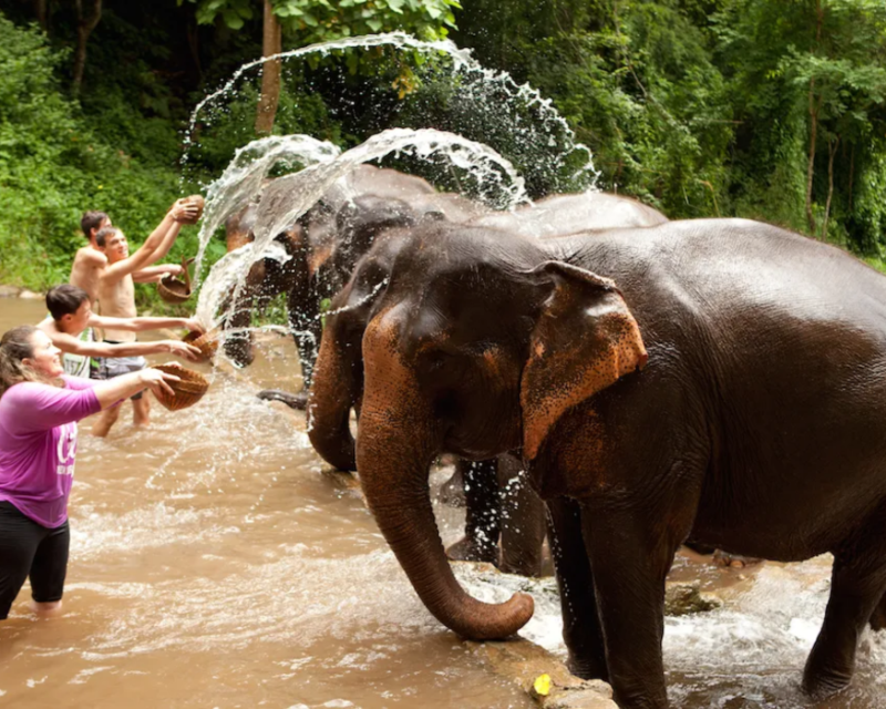chiang-mai-elephant-sanctuary-tour-6