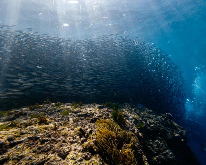 panglao-island-land-tour-with-napaling-sardines-ru-7