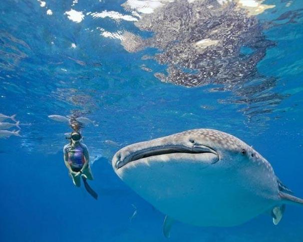 cebu-to-panglao-whale-sharks-island-journey-pr-1