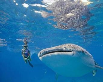 Cebu to Panglao: Whale Sharks & Island Journey (Pr