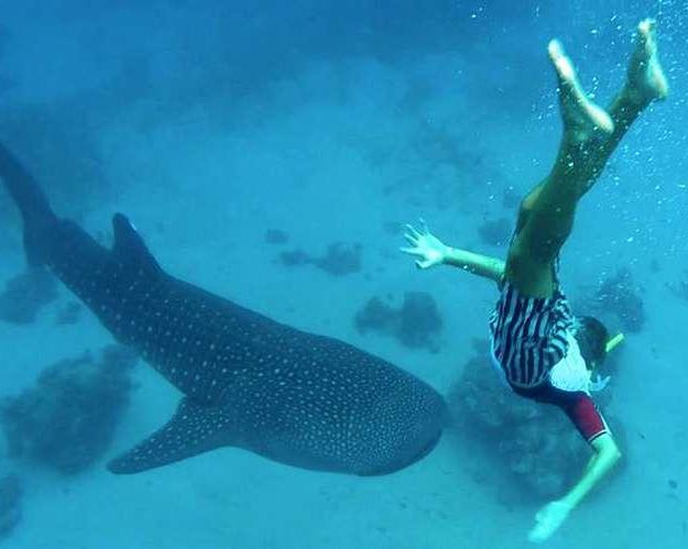 cebu-to-panglao-whale-sharks-island-journey-pr-2