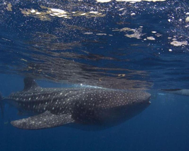cebu-to-panglao-whale-sharks-island-journey-pr-4