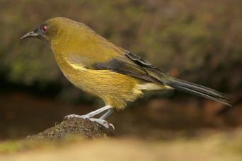 Motuara Island Bird Watchers Cruise