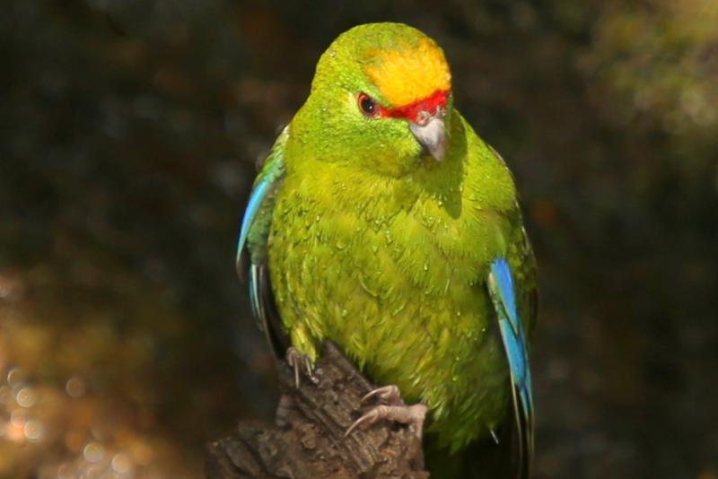 motuara-island-bird-watchers-cruise-2