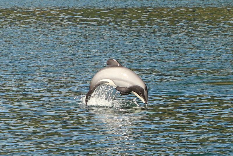 motuara-island-bird-watchers-cruise-5