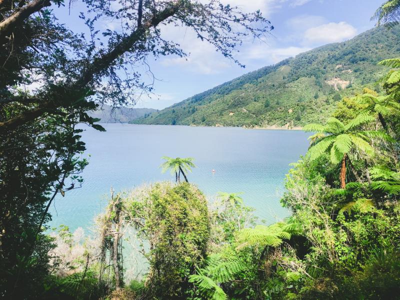 day-walk-torea-bay-to-punga-cove-4