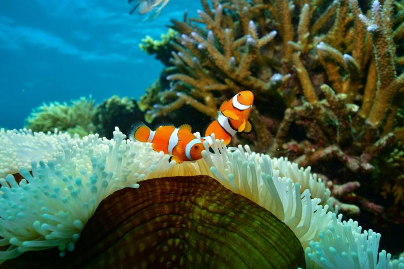 cruise-outer-reef-cruise-return-10-minutes-sce-2