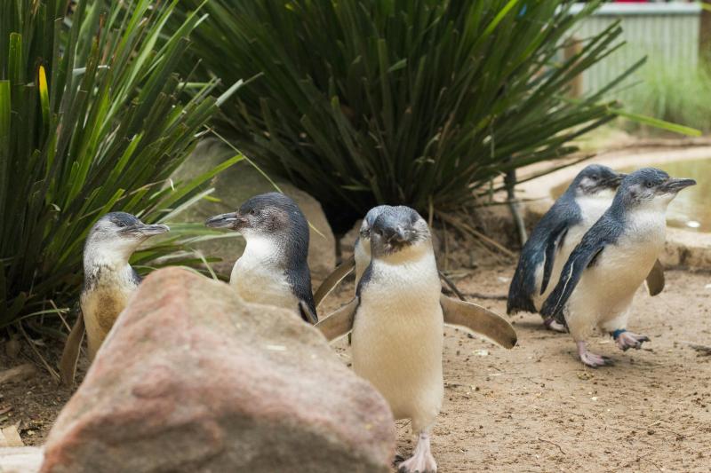 small-group-bus-tour-phillip-island-wildlife-and-brighton-beach-1
