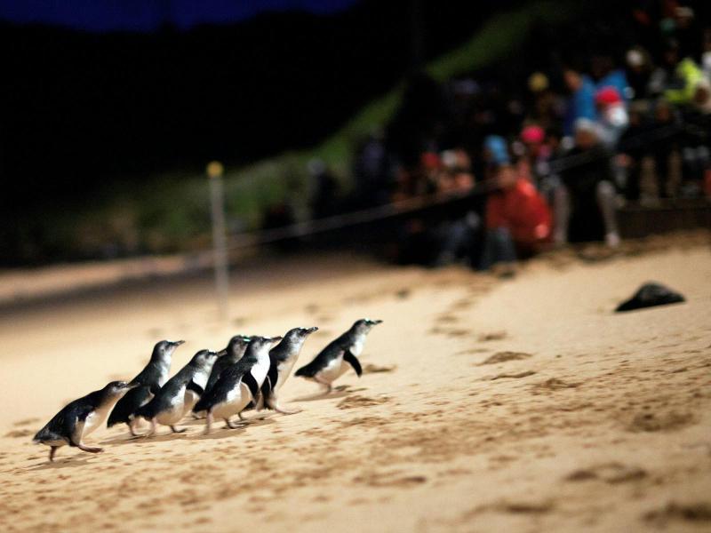 small-group-bus-tour-phillip-island-wildlife-and-brighton-beach-2
