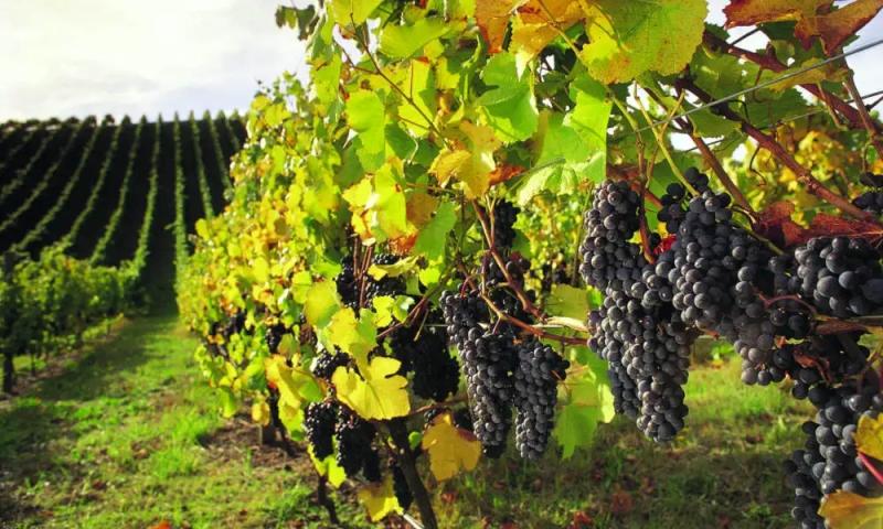 barossa-food-wine-experience-full-day-small-gro-3