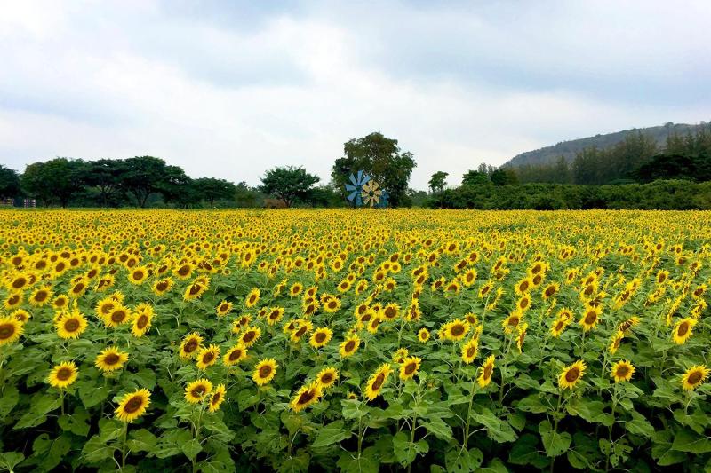 khao-yai-instagram-and-food-wine-tour-2