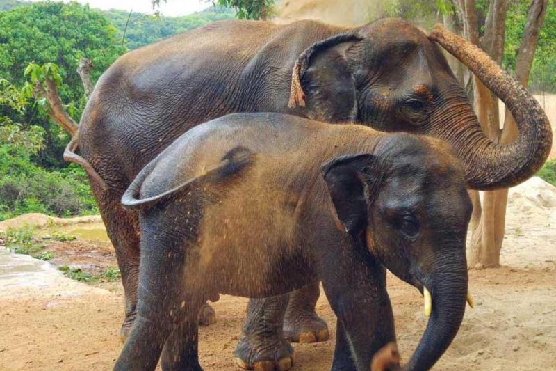 pattaya-elephant-sanctuary-day-trip-from-bangkok-2